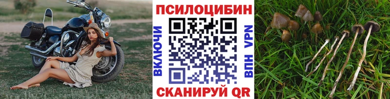 Галлюциногенные грибы Psilocybe  Купить закладки  Людиново 